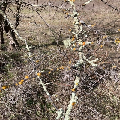 Flavoparmelia sp. (Flavoparmelia Lichen) at Nicholls, ACT - 16 Aug 2025 by Rosie
