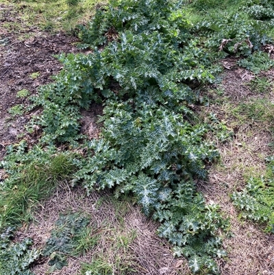 Silybum marianum (Variegated Thistle) at Nicholls, ACT - 16 Aug 2025 by Rosie