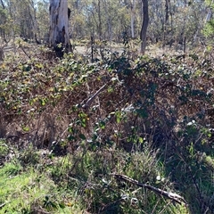 Rubus anglocandicans (Blackberry) at Hall, ACT - 12 Aug 2025 by Rosie