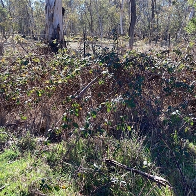 Rubus anglocandicans (Blackberry) at Hall, ACT - 12 Aug 2025 by Rosie
