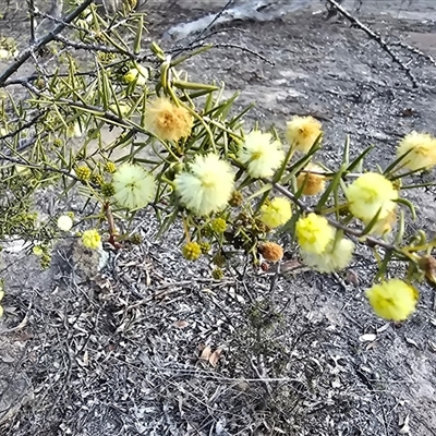 Acacia ulicifolia (Prickly Moses) at Isaacs, ACT - 23 Aug 2025 by Mike