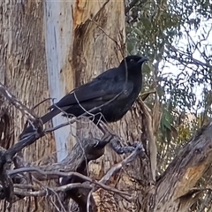 Corcorax melanorhamphos (White-winged Chough) at Isaacs, ACT - 23 Aug 2025 by Mike