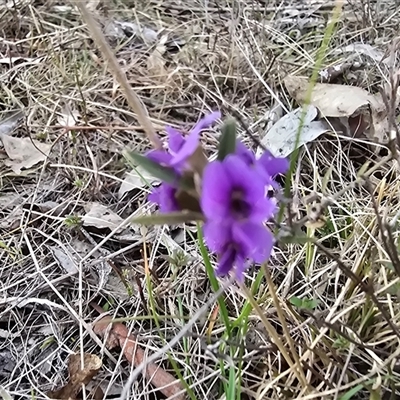 Hovea heterophylla (Common Hovea) at Fadden, ACT - 23 Aug 2025 by Mike