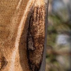Chelepteryx collesi (White-stemmed Gum Moth) at Latham, ACT - 23 Aug 2025 by Roger