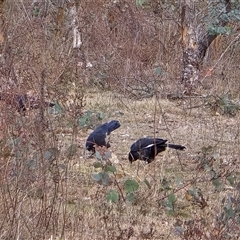Corcorax melanorhamphos (White-winged Chough) at Fadden, ACT - 23 Aug 2025 by Mike