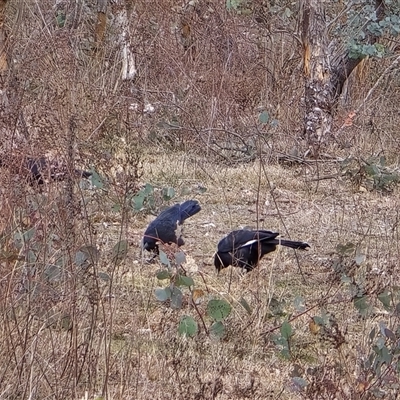 Corcorax melanorhamphos (White-winged Chough) at Fadden, ACT - 23 Aug 2025 by Mike