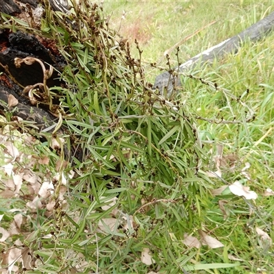 Glycine clandestina (Twining Glycine) at Flynn, ACT - 12 Aug 2020 by Rosie