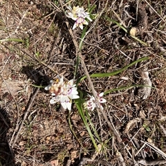 Wurmbea dioica subsp. dioica (Early Nancy) at Belconnen, ACT - 23 Aug 2025 by Jenny54