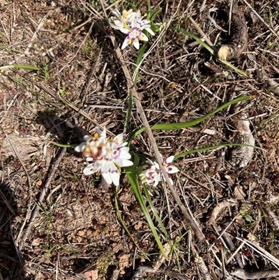 Wurmbea dioica subsp. dioica (Early Nancy) at Belconnen, ACT - 23 Aug 2025 by Jenny54