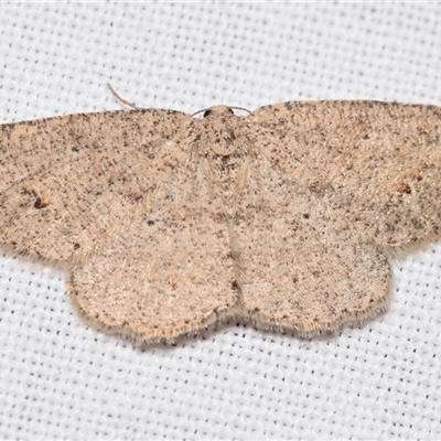 Casbia farinalis (Bleached Casbia) at  - suppressed by DianneClarke