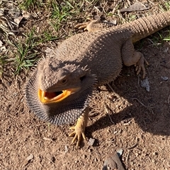 Pogona barbata (Eastern Bearded Dragon) at Strathnairn, ACT - 23 Aug 2025 by Jenny54