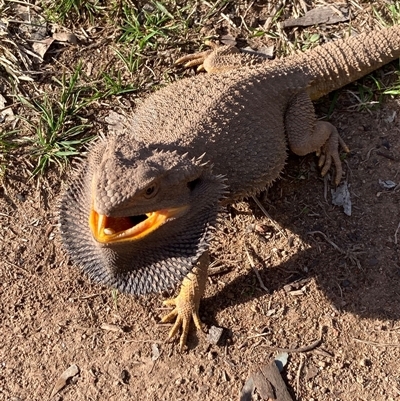 Pogona barbata (Eastern Bearded Dragon) at Strathnairn, ACT - 23 Aug 2025 by Jenny54