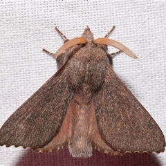 Pararguda rufescens (Rufous Snout Moth) by DianneClarke