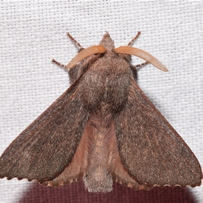 Pararguda rufescens (Rufous Snout Moth) at  - suppressed by DianneClarke