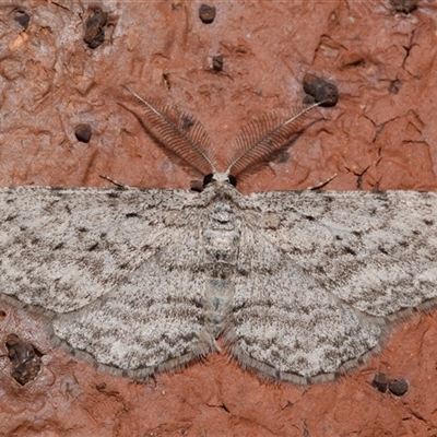 Phelotis cognata (Long-fringed Bark Moth) at Jerrabomberra, NSW - 22 Aug 2025 by DianneClarke