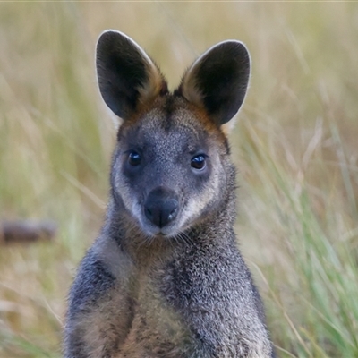Wallabia bicolor (Swamp Wallaby) at Aranda, ACT - 23 Aug 2025 by Rheardy