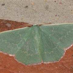 Prasinocyma semicrocea (Common Gum Emerald moth) at Jerrabomberra, NSW - 22 Aug 2025 by DianneClarke
