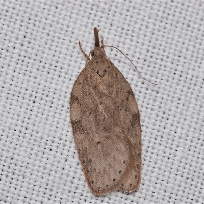 Enchocrates picrophylla (DEPRESSARIIDAE) at Jerrabomberra, NSW - 22 Aug 2025 by DianneClarke