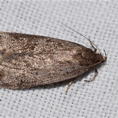 Oecophoridae (family) (Unidentified Oecophorid concealer moth) at Jerrabomberra, NSW - 22 Aug 2025 by DianneClarke