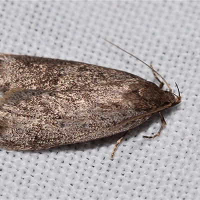 Oecophoridae (family) (Unidentified Oecophorid concealer moth) at Jerrabomberra, NSW - 22 Aug 2025 by DianneClarke