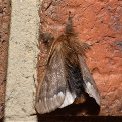 Euproctis marginalis (Margined Browntail Moth) by DianneClarke