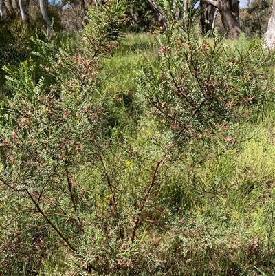Indigofera adesmiifolia (Tick Indigo) at Fraser, ACT - 25 Oct 2021 by Rosie