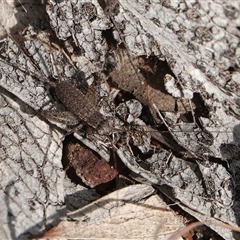 Bobilla sp. (genus) (A Small field cricket) at Hall, ACT - 23 Aug 2025 by Anna123