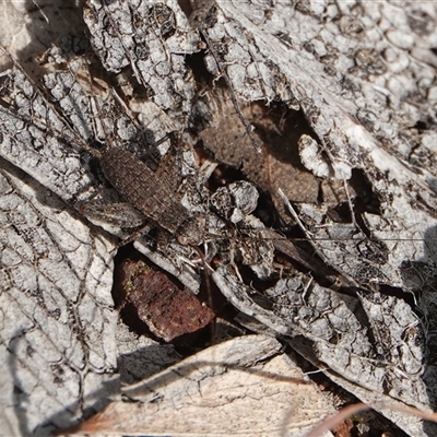 Bobilla sp. (genus) (A Small field cricket) at Hall, ACT - 23 Aug 2025 by Anna123