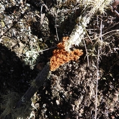 Unverified Lichen at Denman Prospect, ACT - 23 Aug 2025 by DavidDedenczuk