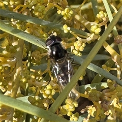 Melangyna sp. (genus) (Hover Fly) at Russell, ACT - 21 Aug 2025 by Hejor1