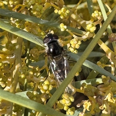 Melangyna sp. (genus) (Hover Fly) at Russell, ACT - 21 Aug 2025 by Hejor1
