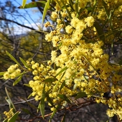 Acacia rubida (Red-stemmed Wattle, Red-leaved Wattle) at Uriarra Village, ACT - 23 Aug 2025 by DavidDedenczuk