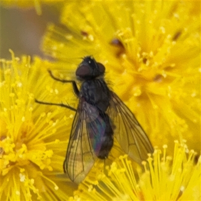 Calyptrate (subsection) (Unidentified house-flies, blow-flies and their allies) at Parkes, ACT - 21 Aug 2025 by Hejor1