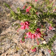 Grevillea lanigera (Woolly Grevillea) at Uriarra Village, ACT - 23 Aug 2025 by DavidDedenczuk