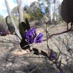 Hardenbergia violacea (False Sarsaparilla) at Uriarra Village, ACT - 23 Aug 2025 by DavidDedenczuk