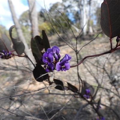 Hardenbergia violacea (False Sarsaparilla) at Uriarra Village, ACT - 23 Aug 2025 by DavidDedenczuk