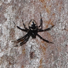 Euryopis sp. (genus) (An ant eating spider) at Hall, ACT - 23 Aug 2025 by Anna123