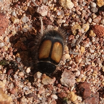 Liparetrus discipennis (A chafer beetle) at Hall, ACT - 23 Aug 2025 by Anna123