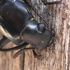 Meneristes sp. (genus) at Crowther, NSW - 22 Aug 2025 by Frecko