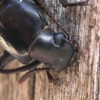 Meneristes sp. (genus) at Crowther, NSW - 22 Aug 2025 by Frecko