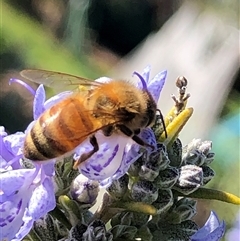Apis mellifera (European honey bee) at Crowther, NSW - 22 Aug 2025 by Frecko