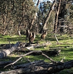 Macropus giganteus (Eastern Grey Kangaroo) at Crowther, NSW - 22 Aug 2025 by Frecko
