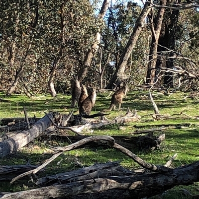 Macropus giganteus (Eastern Grey Kangaroo) at Crowther, NSW - 22 Aug 2025 by Frecko