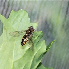 Melangyna viridiceps (Hover fly) at Higgins, ACT - 22 Aug 2025 by AlisonMilton