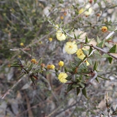 Acacia gunnii (Ploughshare Wattle) at Greenway, ACT - 23 Aug 2025 by DavidDedenczuk