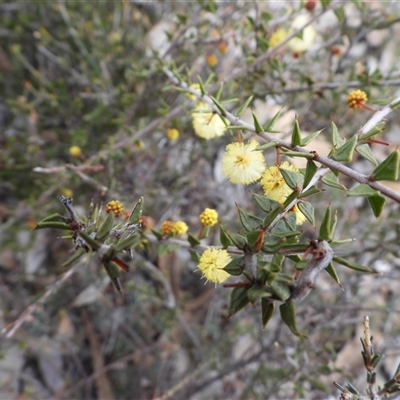 Acacia gunnii (Ploughshare Wattle) at Greenway, ACT - 23 Aug 2025 by DavidDedenczuk