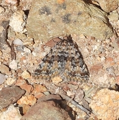 Dichromodes disputata (Scaled Heath Moth) at Greenway, ACT - 23 Aug 2025 by DavidDedenczuk