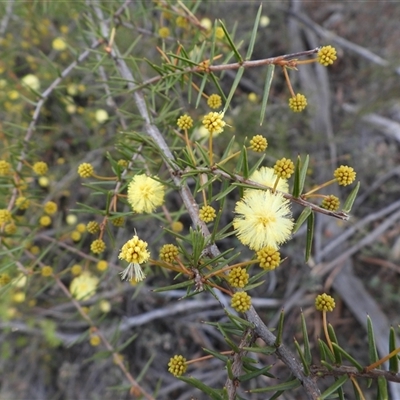Acacia ulicifolia (Prickly Moses) at Greenway, ACT - 23 Aug 2025 by DavidDedenczuk