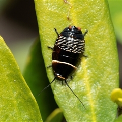 Ellipsidion australe (Austral Ellipsidion cockroach) at Higgins, ACT - 22 Aug 2025 by AlisonMilton