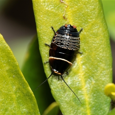 Ellipsidion australe (Austral Ellipsidion cockroach) at Higgins, ACT - 22 Aug 2025 by AlisonMilton